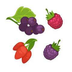 Fresh berries set on white vector poster in graphic design