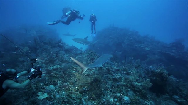 A lot of reef sharks floating near the divers with cameras, Caribbean sea