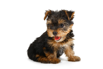 Puppy Yorkshire Terrier