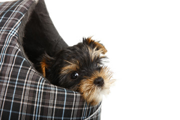 Yorkshire Terrier Puppy in Carrying