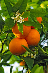 Fresh oranges growing on tree