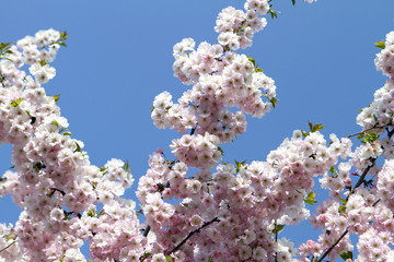 Cherry tree in full blossom, Munich, Germany