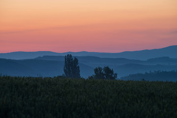 麦畑の夜明け