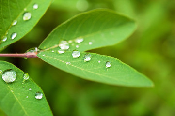 morning dew or rain on the fresh green leaves in the garden close-up