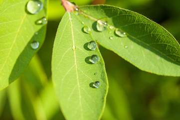morning dew or rain on the fresh green leaves in the garden close-up