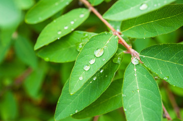 morning dew or rain on the fresh green leaves in the garden close-up
