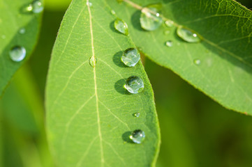 morning dew or rain on the fresh green leaves in the garden close-up