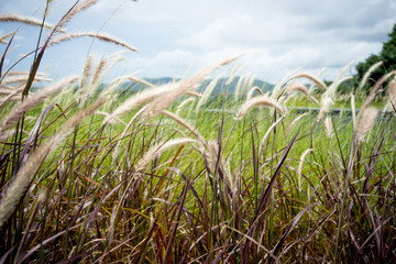 feather pennisetum