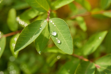 morning dew or rain on the fresh green leaves in the garden close-up