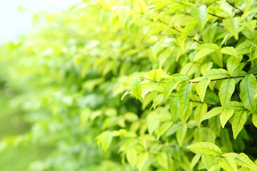Fototapeta na wymiar Soft focus to The green soft leaves 