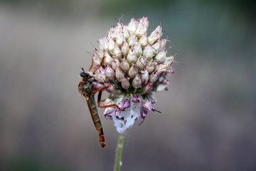 Larva of a dragonfly on a flower