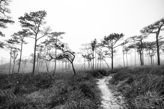 Fototapeta beautiful forest in the dusk in black and white