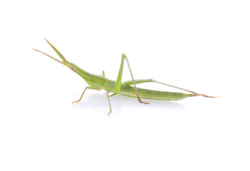Grasshopper on white background