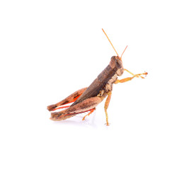 Brown grasshopper isolated on white background.