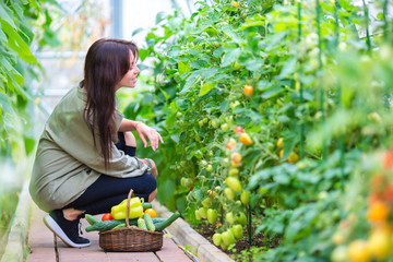 Young woman with basket of greenery and vegetables in the greenhouse. Harvesting time