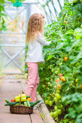 Adorable little girl harvesting in greenhouse. Cute kid with the big tomato in hands