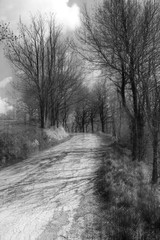 Country road through the woods, black and white