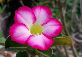 Pink desert Rose, Impala Lily, Pink Bignonia, Mock Azalea or Adenium obesum (Fosk.) Roem. & Schult