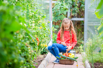 Little girl collecting crop cucumbers and tomatos in greenhouse. Portrait of kid with big busket full of vegetables in hands. Harvesting time