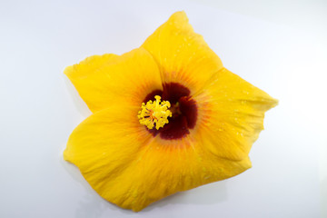Close up of Yellow  Hibiscus rosa Flower isolated