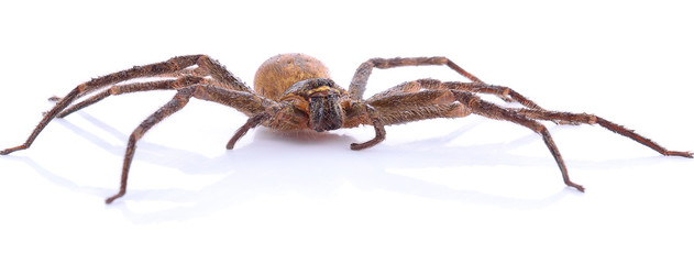 Brown spider on white - obrazy, fototapety, plakaty