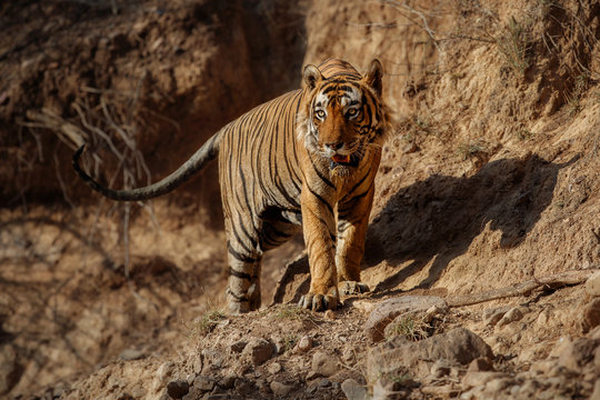 Giant tiger male on the rocky cliff. Tiger in the nature habitat. Wildlife scene with danger animal. Hot summer in Rajasthan, India. Dry trees with beautiful indian tiger, Panthera tigris