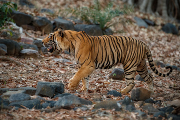 Fototapeta na wymiar Giant tiger male in the dry forest area. Tiger in the nature habitat. Wildlife scene with danger animal. Hot summer in Rajasthan, India. Dry trees with beautiful indian tiger, Panthera tigris