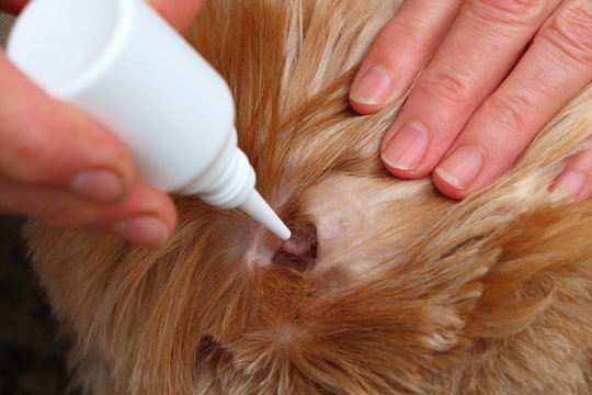 Mettre des gouttes dans l'oreille d'un chien pour soigner une otite