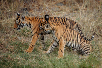 Fototapeta na wymiar Cute tiger cubs near the mother. Tigers in the nature habitat. Wildlife scene with danger animal. Hot summer in Rajasthan, India. Dry trees with beautiful indian tiger, Panthera tigris