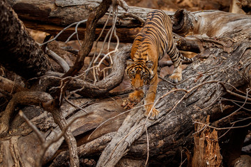 Fototapeta na wymiar Cute tiger cub standing on a fallen tree. Tiger in the nature habitat. Wildlife scene with danger animal. Hot summer in Rajasthan, India. Dry trees with beautiful indian tiger, Panthera tigris