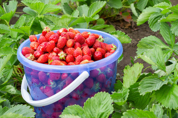 Full bucket of freshly picked strawberries in summer garden