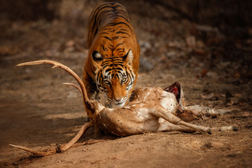 Fototapeta premium Nice tiger female next to his dead prey. Tiger in the nature habitat. Wildlife scene with danger animal. Hot summer in Rajasthan, India. Dry trees with beautiful indian tiger, Panthera tigris