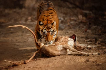 Papier Peint photo Tigre Nice tiger female next to his dead prey. Tiger in the nature habitat. Wildlife scene with danger animal. Hot summer in Rajasthan, India. Dry trees with beautiful indian tiger, Panthera tigris