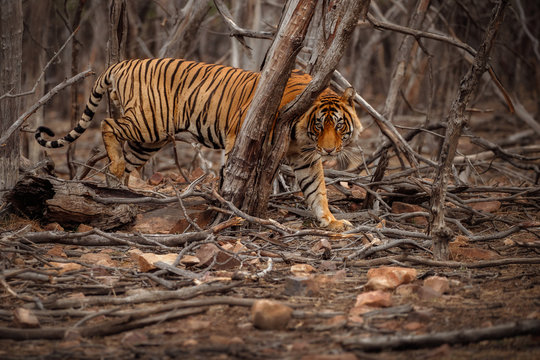 Giant tiger male in the dry forest area. Tiger in the nature habitat. Wildlife scene with danger animal. Hot summer in Rajasthan, India. Dry trees with beautiful indian tiger, Panthera tigris