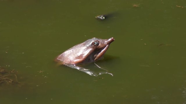 softshell turtle in a swamp looking around