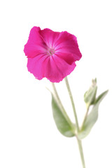 Naklejka premium 花 白バック ビロードソウ