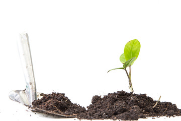 young plant isolated on white background