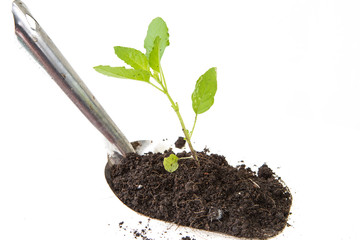 young plant isolated on white background
