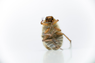 Junikäfer