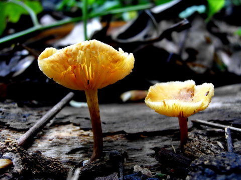 Trichaptum biforme musroom on a dead birch body