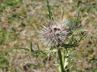 cardo in primo piano