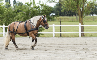 cheval Ardennais de trait en présentation