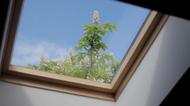 Attic Window With a View of the Flowering Tree and Sky