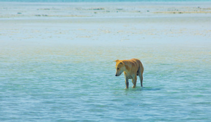 Stray Dog Hanging around on the Beach Enjoying the water, Marsa Alam, Red Sea, Egypt