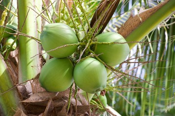 Naturally refreshing, coconut water has a sweet, nutty taste. It contains easily digested...