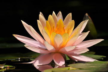 pink water lily