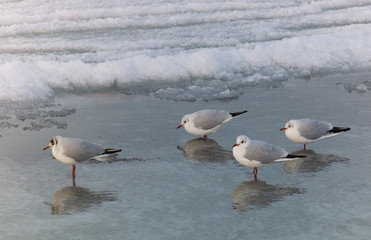 Möwen im Winter