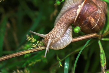 Closeup of a snail on a branch