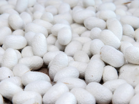 The detailed look at white silkworm cocoons