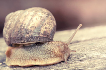 Garden snail on an old log. Selective focus